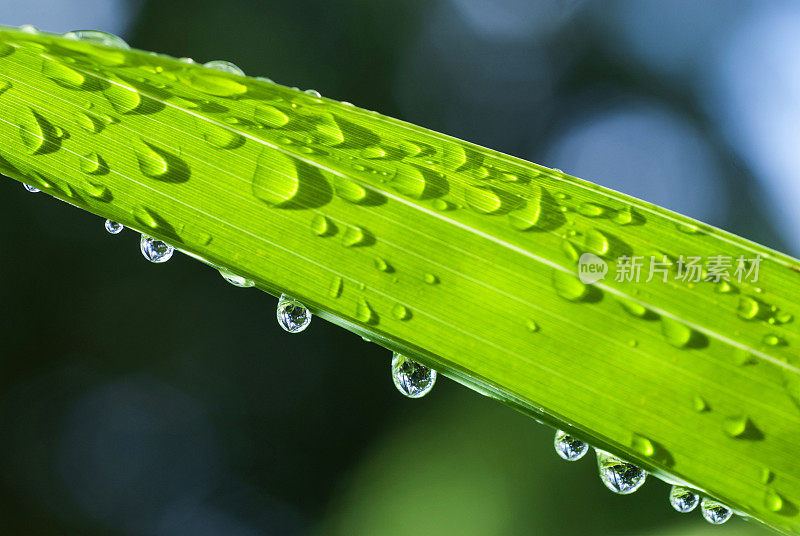 叶与雨滴