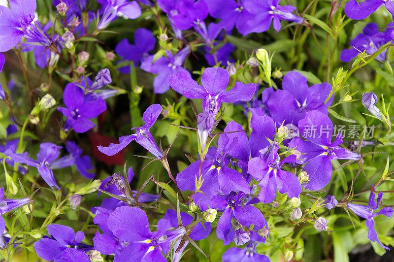 紫半边莲“水晶宫”;