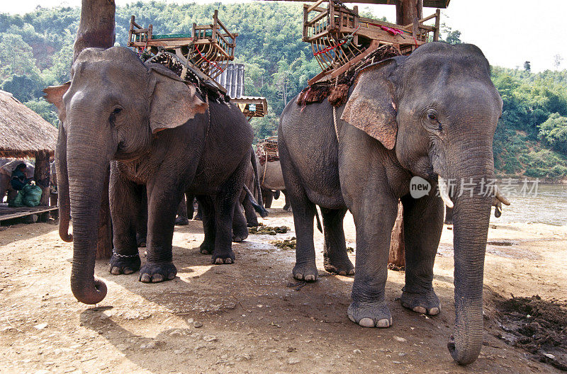 泰国，清迈，大象。