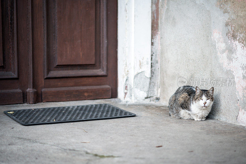 猫在门前的入口