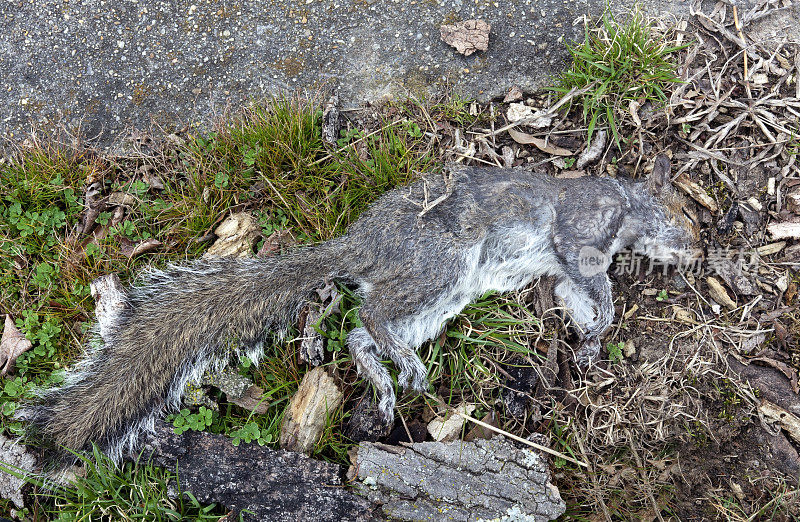 伪装的死松鼠