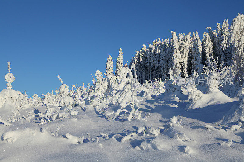 白雪皑皑的冬季景观与白色的冷杉