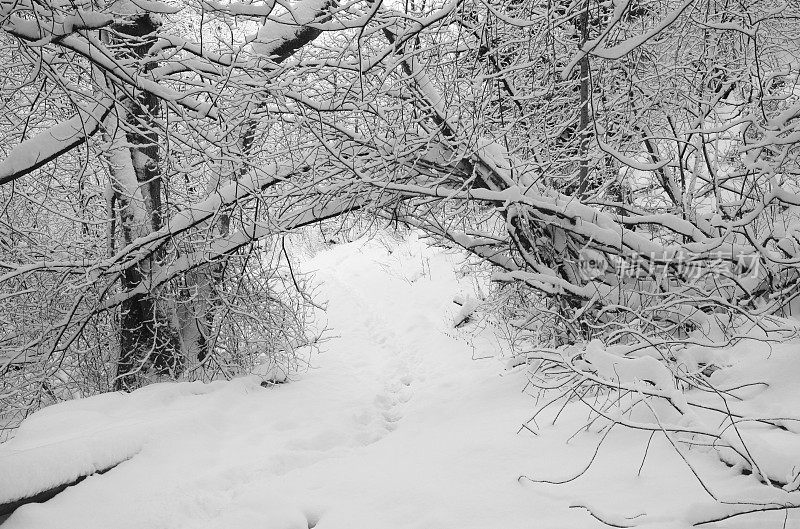 通往冰雪覆盖森林的徒步小径