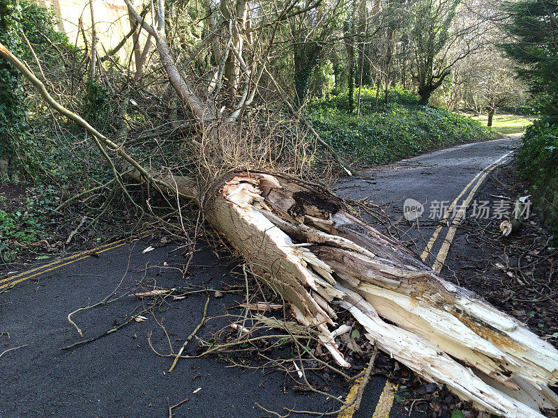 暴风雨中倒下的树横过道路