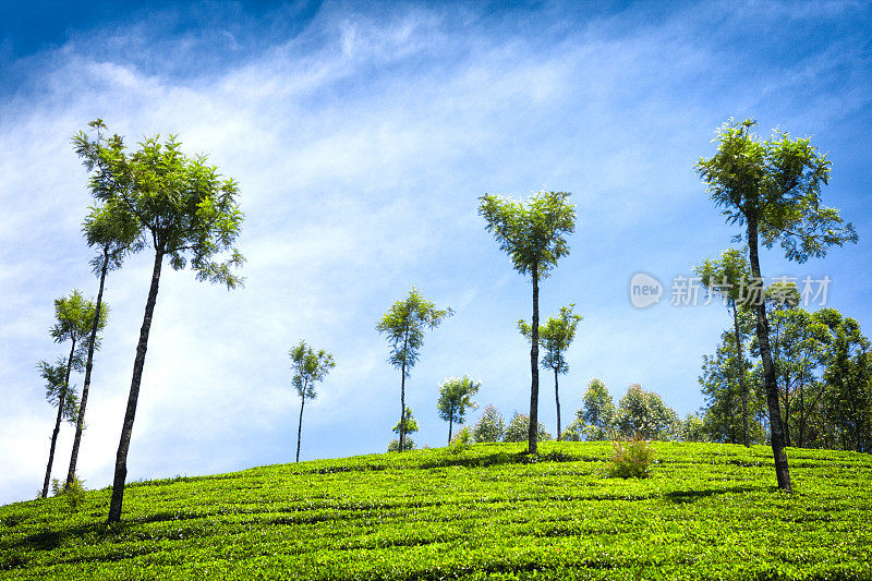 印度穆纳尔的茶园景观