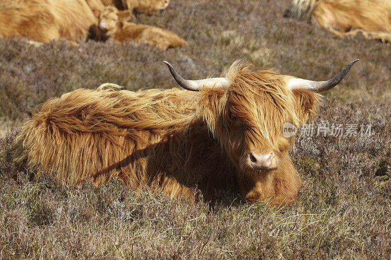 苏格兰高地牛，英国