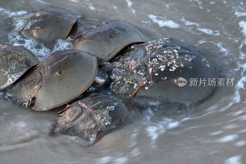 马蹄蟹产卵高潮屠杀海滩特拉华湾海浪