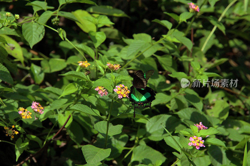 印度尼西亚:孔雀燕尾蝶在坎巴斯