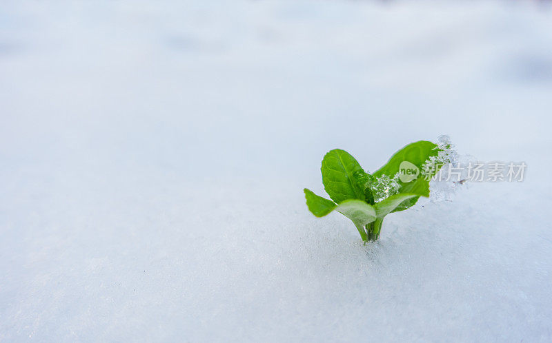 新生命从雪中生长