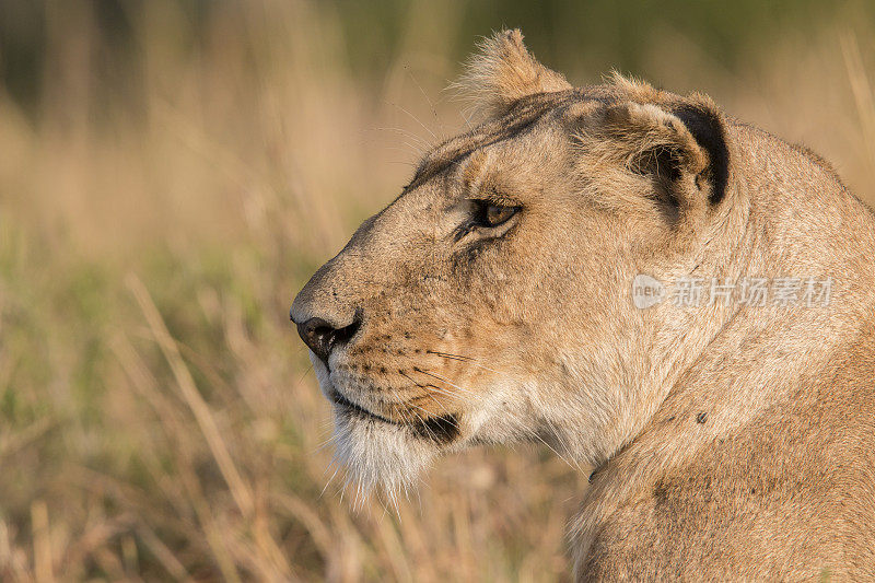 肯尼亚马赛马拉的母狮