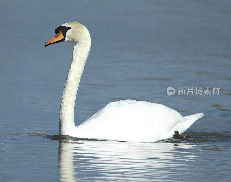 疣鼻天鹅