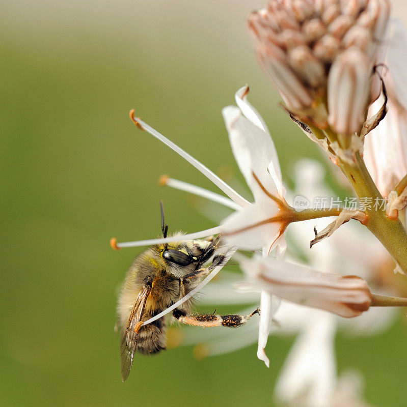 白色野花上的蜜蜂