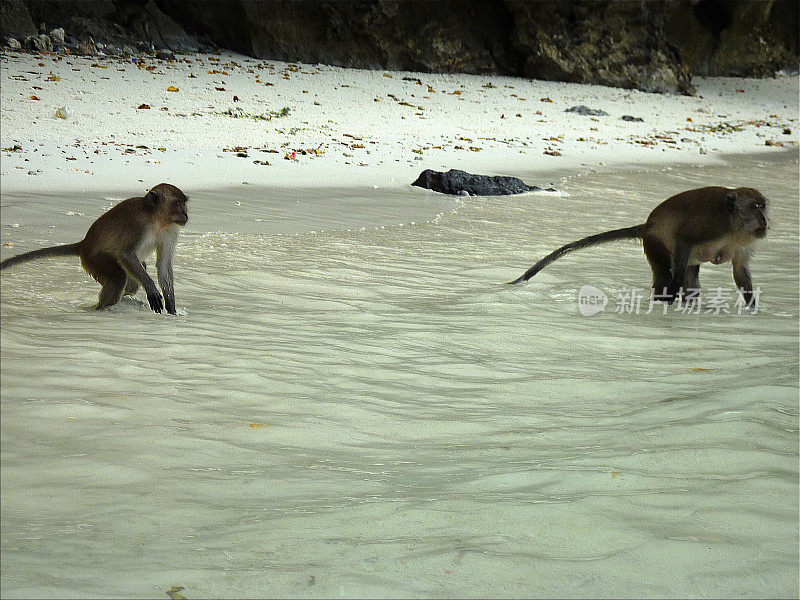 猴子海滩，斐顿岛，泰国