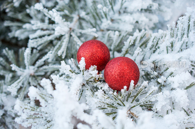 结霜松树上的红色圣诞球