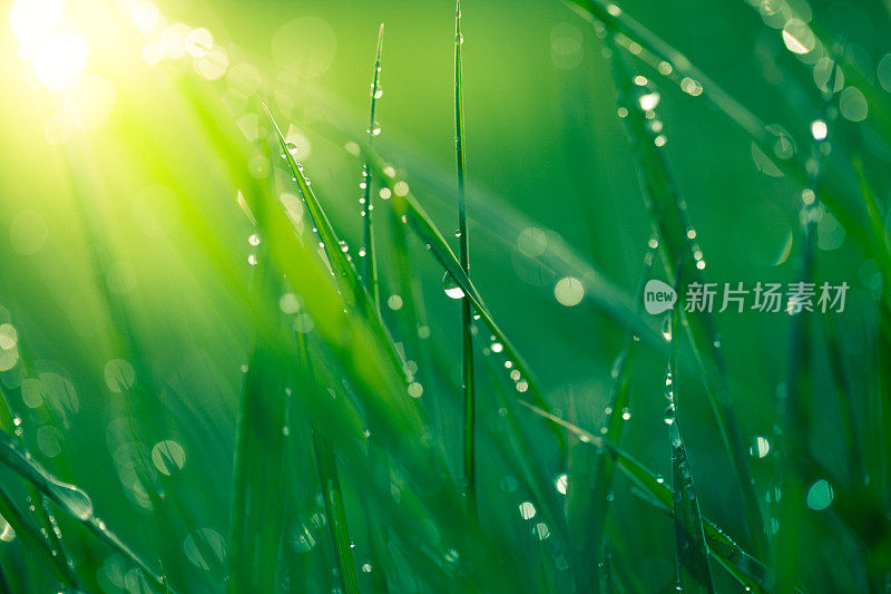 新鲜的春草带着雨滴