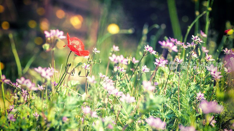 鲜嫩的野花近距离在草地上盛开着一朵红色的罂粟花