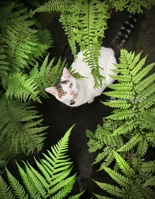 猫和蕨类植物