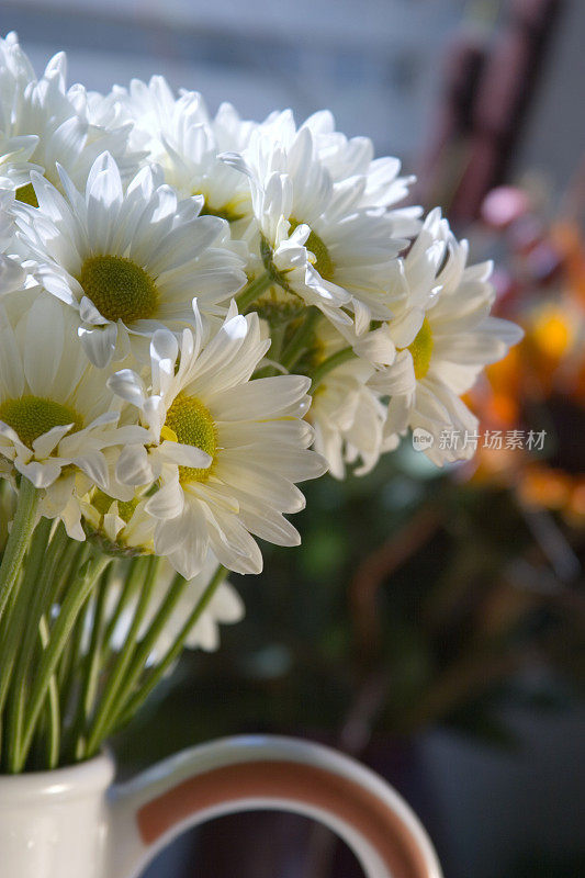白色陶瓷水罐里的雏菊