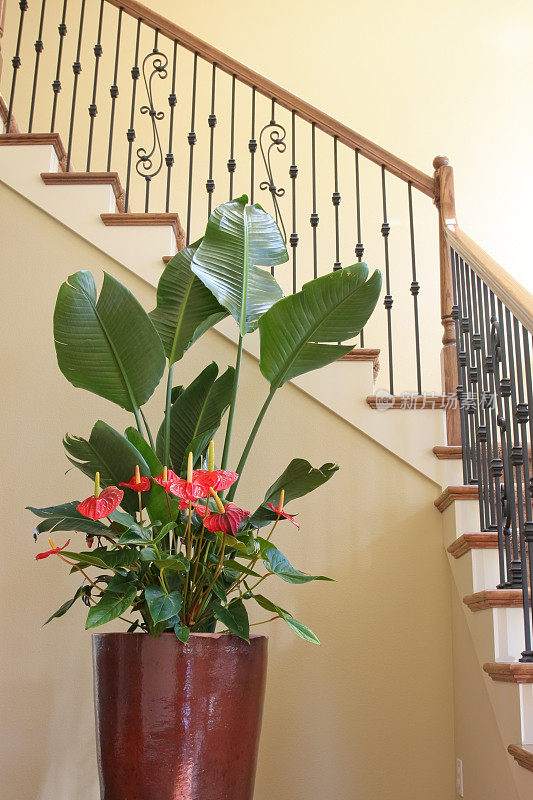 楼梯和植物