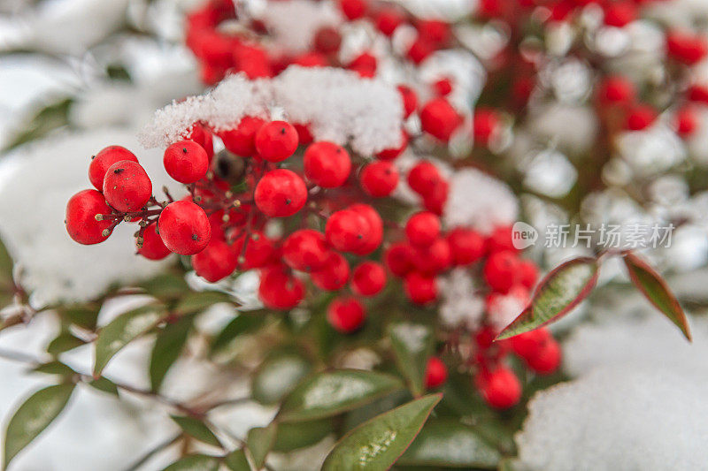 雪枸子属植物