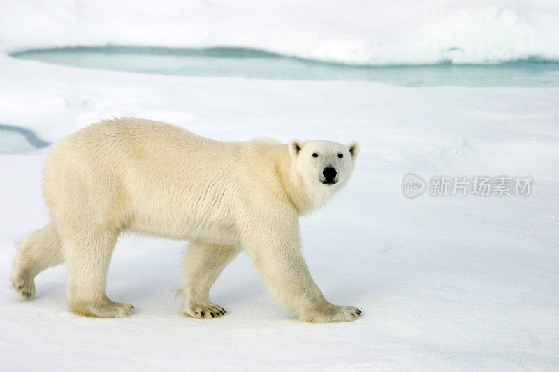 北极熊在浮冰上行走。