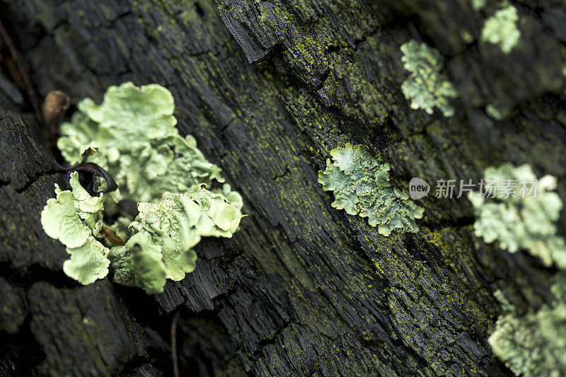 绿色的苔藓