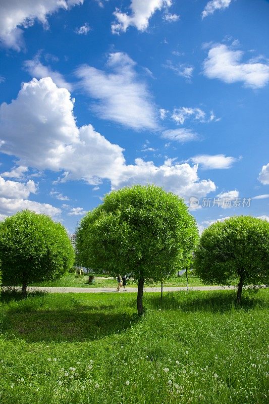 公园里有三棵绿色的树