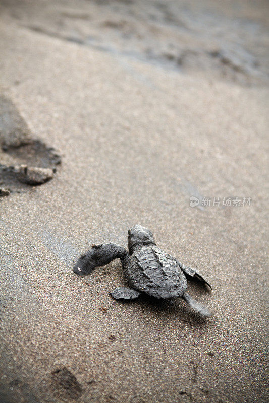 小海龟