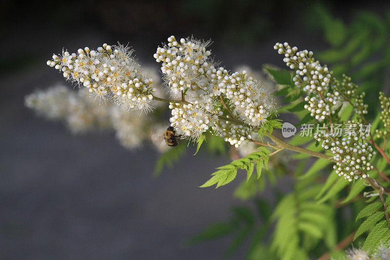 绣线绣花上的蜜蜂