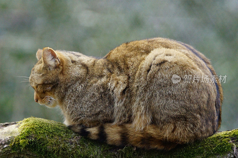 欧洲野猫