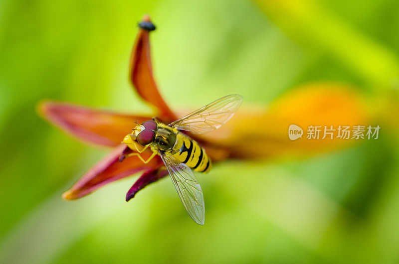 食蚜蝇在花