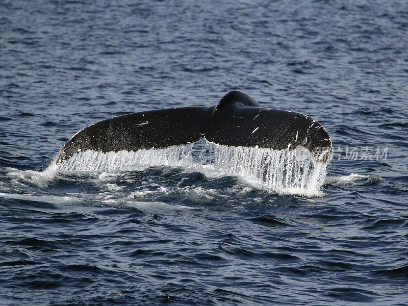 一头座头鲸深潜时的尾鳍