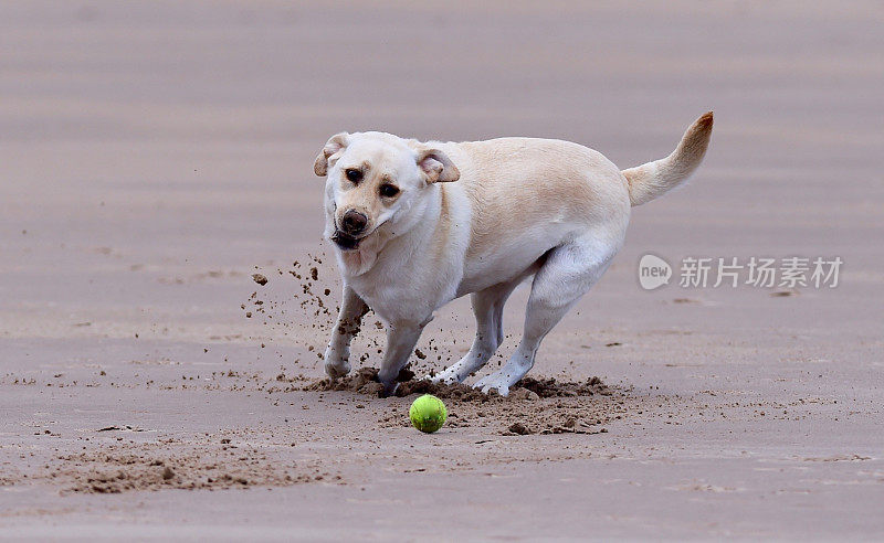 拉布拉多寻回犬