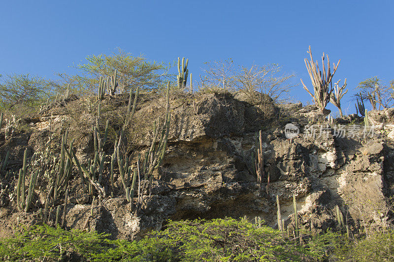 加勒比地区的干燥景观中有仙人掌和灌木