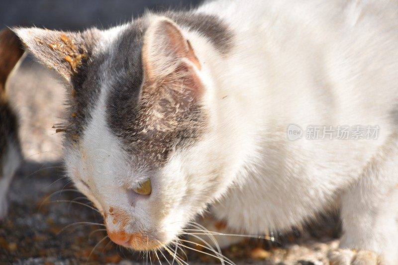 流浪猫吃