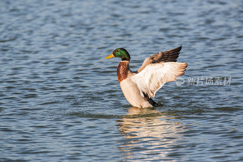 湖上的野鸭拍打着翅膀
