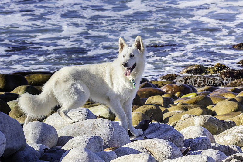 海滩上的白色德国牧羊犬