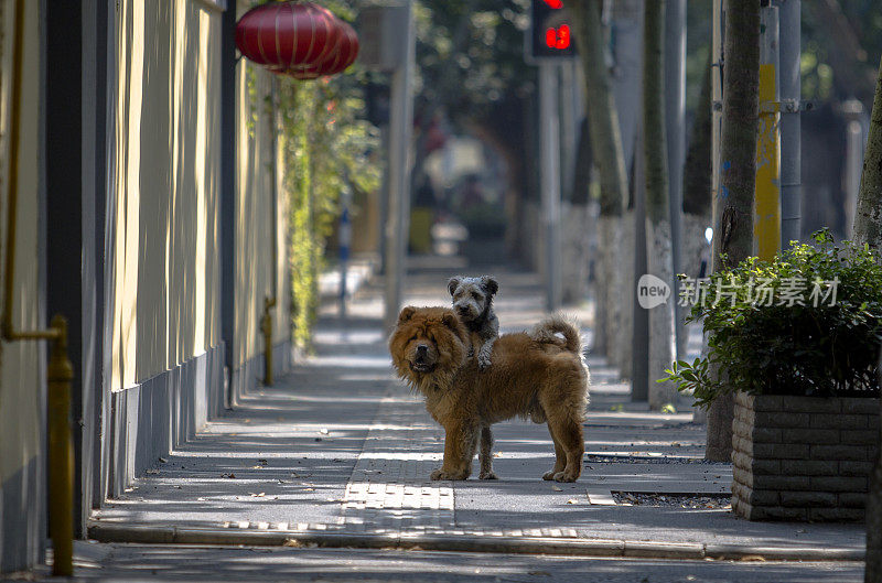 狗在小巷