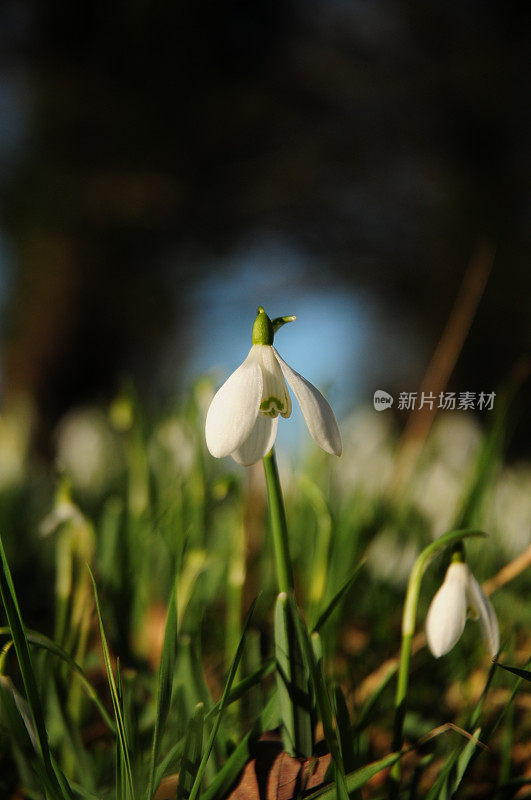 雪花莲(雪花属)