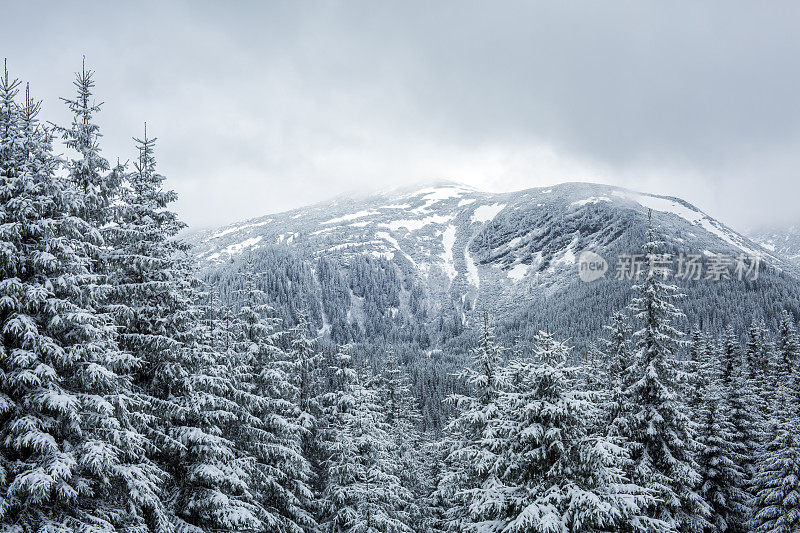 的雪山森林