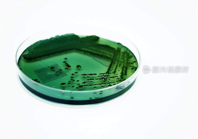 嗜水气单胞菌细菌培养