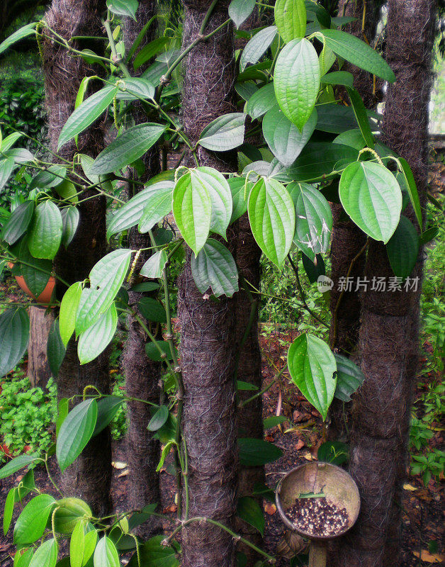 黑胡椒植物