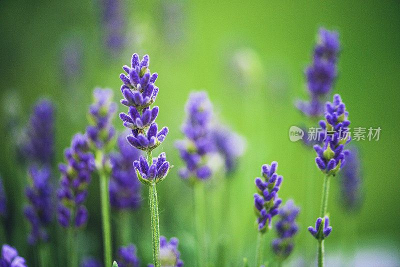 充满活力的盛开的薰衣草植物