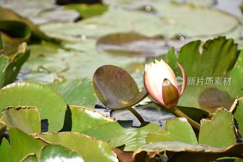 湖岸边有花