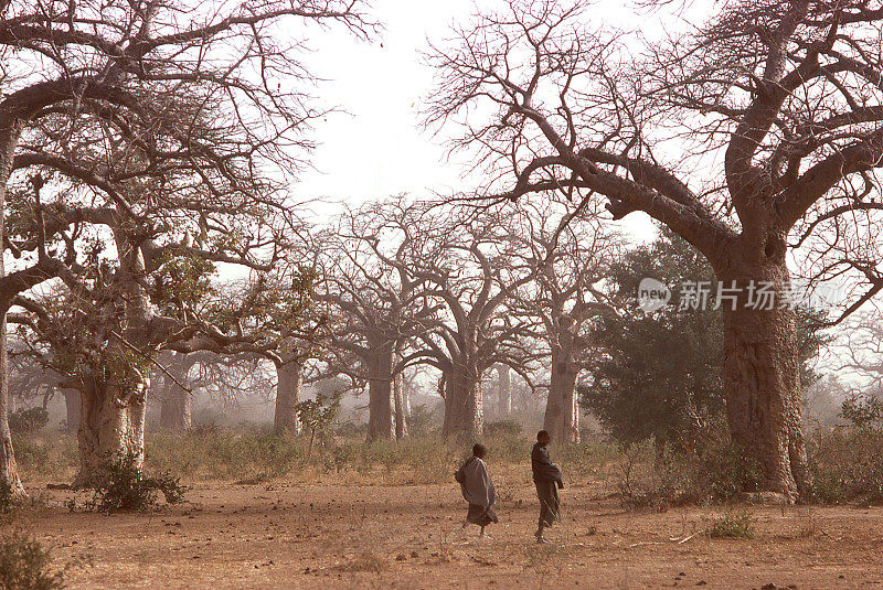 在非洲布吉纳法索萨赫勒地区，牧民们在沙尘弥漫的亚滕加的旱季中穿过猴面包树