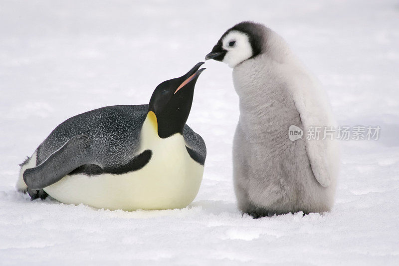 企鹅的吻