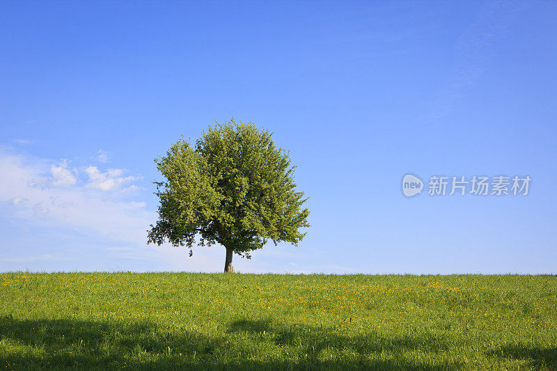 春天的草地和地平线上的树