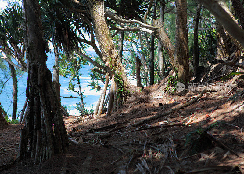 留尼汪岛海滩森林-皮顿圣玫瑰。