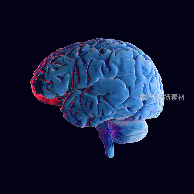 人类大脑x射线类型