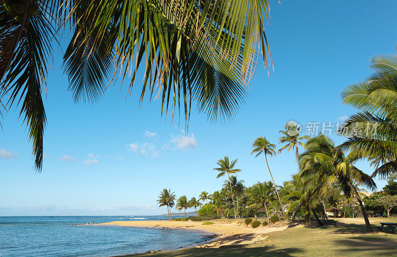 夏威夷考艾岛波伊普海滩上的棕榈树